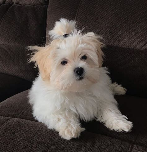 Teacup Maltese Puppies for Sale in USA – Top Breeders | Teacup puppies maltese, Teacup maltese ...