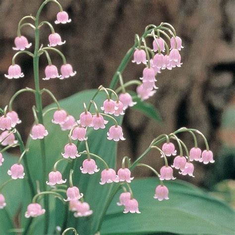 Lily of the Valley - Pink (3 flowering size pips) | Flower aesthetic ...