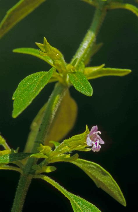 Kentucky Native Plant and Wildlife: Plant of the Week: American ...