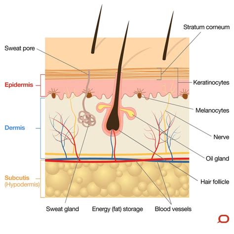 Skin | Definition, Structure And Functions Of Skin