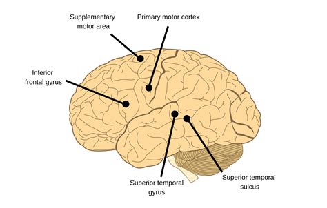 The McGurk effect – Speechneurolab