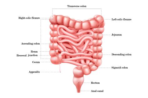 Ileum And Cecum