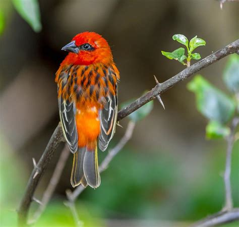 15 Rare Species In Danger From The Wakashio Vessel Oil Disaster In Mauritius