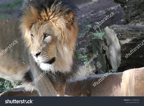 Scared Face Lion Royalty-Free Images, Stock Photos & Pictures ...