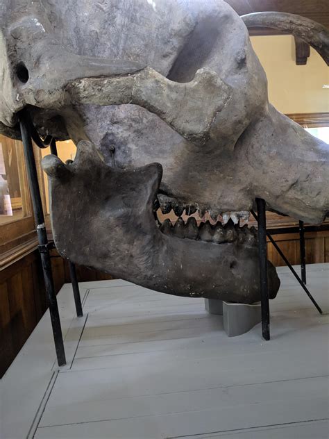 A side view of a Mastodon skull. I found it fascinating : r/Dinosaurs