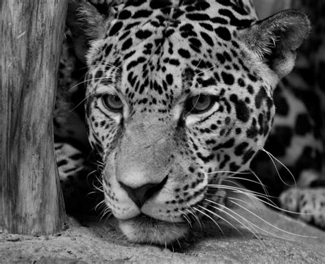 Jaguar in Black and White II Photograph by Sandy Keeton - Pixels