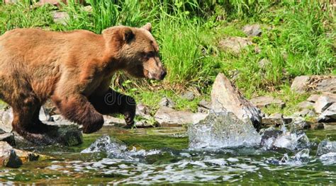 Alaska Brown Grizzly Bear Fishing for Salmon Stock Photo - Image of creek, female: 28106548