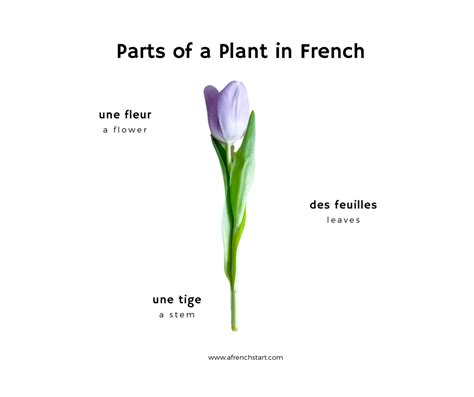 Parts of a plant in French: vocabulary and activity | A French Start