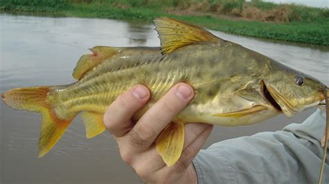 Pesca de Bagre amarillo (Pimelodus maculatus) - Pesca en Argentina - Todo sobre Pesca Deportiva