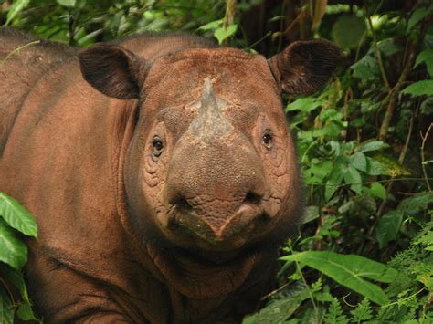 Sumatran Rhino | Species | WWF