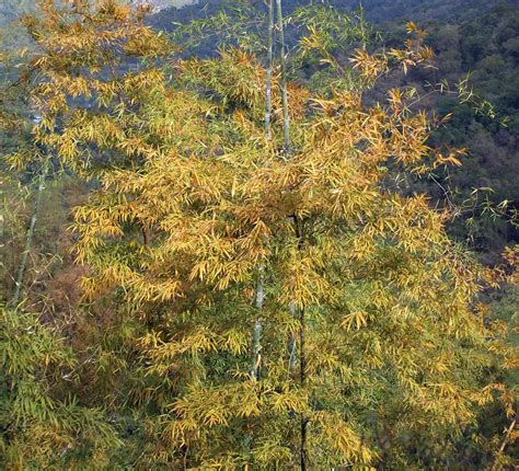 Revealed: Why Do Lucky Bamboo Plants Turn Yellow?