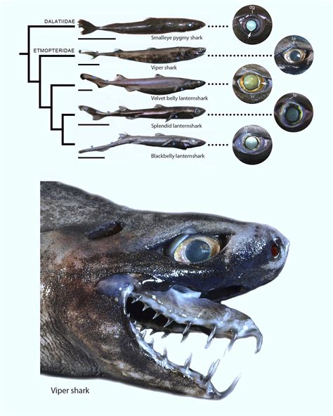 Study Sheds More Light on Unique Eyes of Deep-Sea Bioluminescent Sharks ...