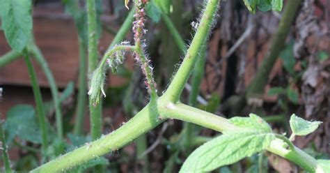 How To Get Rid Of Aphids On Tomato Plants Growfully | atelier-yuwa.ciao.jp