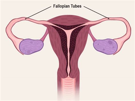 Female Reproductive System Diagram Labeled And Functions