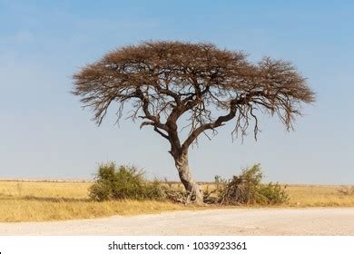 Typical Large Acacia Tree Savanna Plains Stock Photo (Edit Now) 1033923361