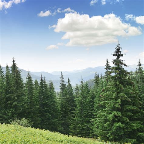 Amazing Pine Tree Facts That are Worth a Read