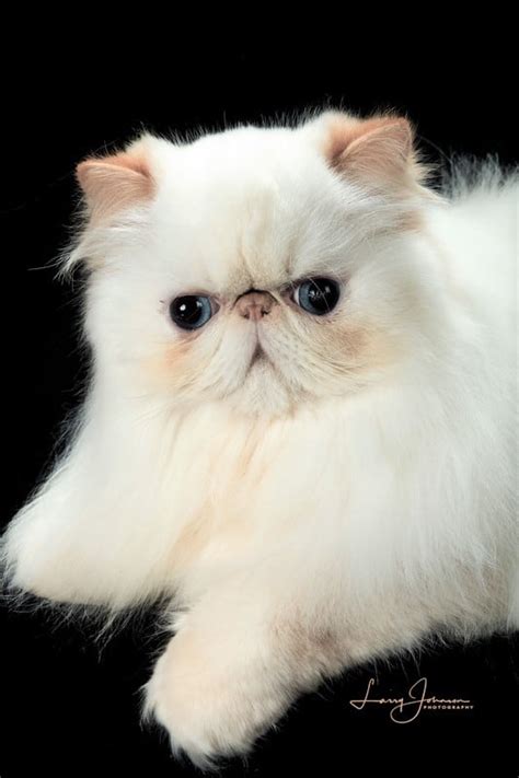 Himalayan Cat Breeders: Florida | KittySites.Com