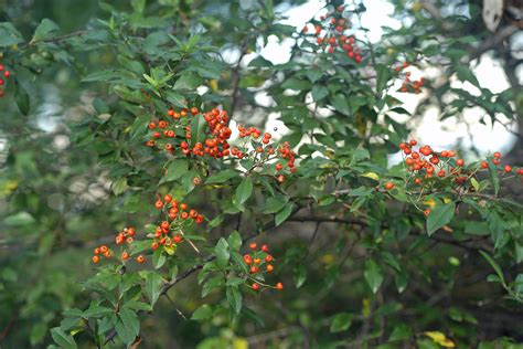 Pyracantha coccinea - UDBG