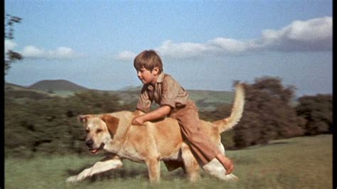 Kevin Corcoran as Arliss Coates in Old Yeller - Old Yeller Photo ...