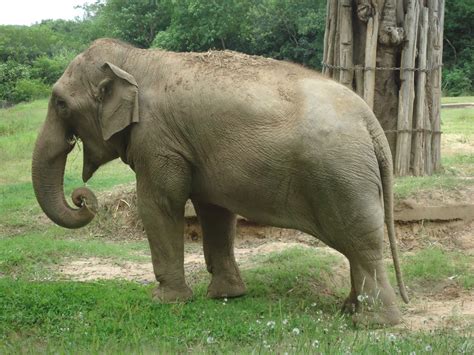 Fotos gratis : animal, fauna silvestre, Zoo, mamífero, safari, Elefante indio, elefante africano ...