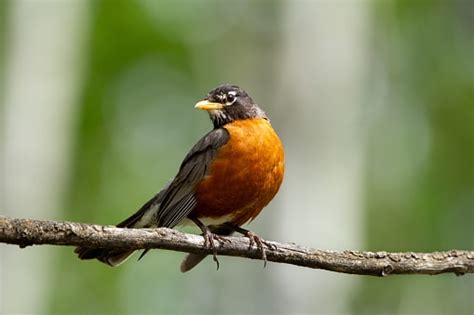 Discover the Official State Bird of Wisconsin - A-Z Animals