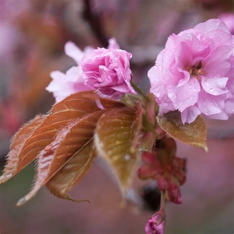 13 Stunning Purple And Pink Bonsai Trees | With Images