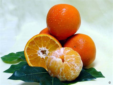 Specialty and Miscellaneous Varieties to Watch - Citrus Industry Magazine