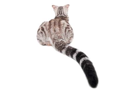 Cat Tail Language: What Your Cat's Tail Is Telling You