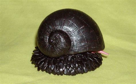 Scaly-foot Gastropod: The Snail With an Armor of Iron | Amusing Planet