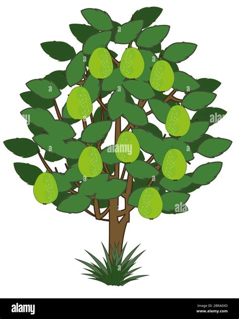 Guava tree and illustration Cut Out Stock Images & Pictures - Alamy