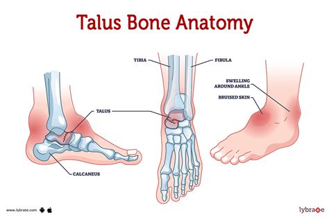 Talus Bone (Human Anatomy): Image, Functions, Diseases and Treatments