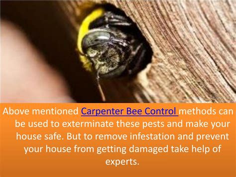 PPT - Steps for Carpenter Bee Control PowerPoint Presentation, free download - ID:7506511