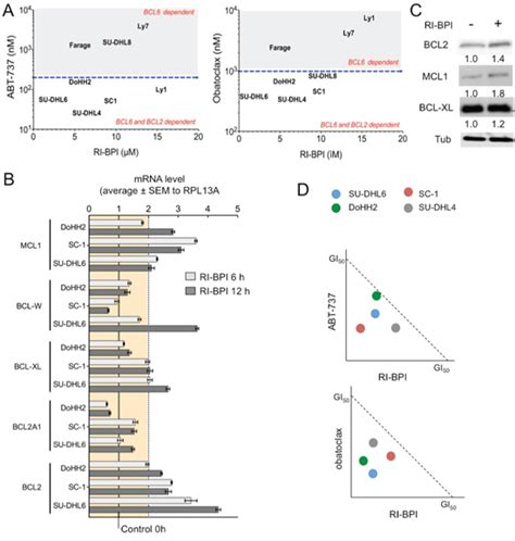 Selective targeting of BCL6 induces oncogene addiction switching to ...