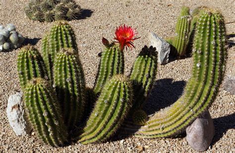 Red flowering cactus stock photo. Image of colour, color - 38783658