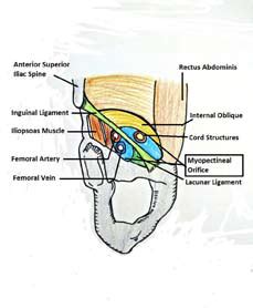 Myopectineal Orifice