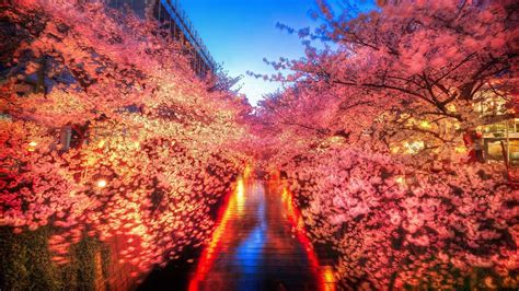 Meguro River cherry blossom wallpaper - backiee