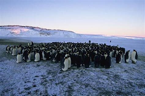 March of the Penguins (2005) Movie Photos and Stills - Fandango