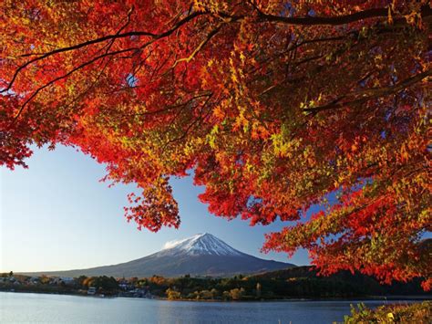 Japan in fall: Fujikawaguchiko autumn leaves festival - Japan Today