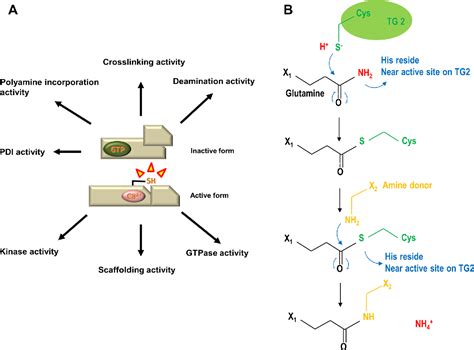 Structural aspects of transglutaminase 2: functional, structural, and ...