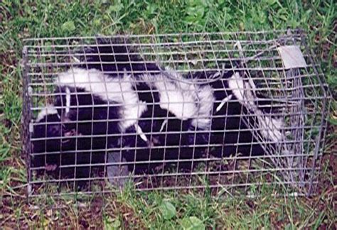 Skunk Trapping - How to Trap a Skunk