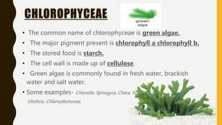 Algae. Classification of Algae. Chlorophyceae, Rhodophyceae, Pheophyceae. economical importance ...