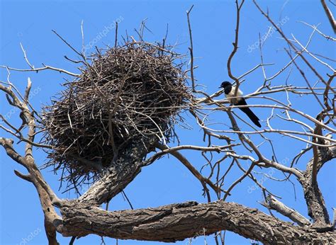 Common magpie near nest on dry tree — Stock Photo © katoosha #38647135