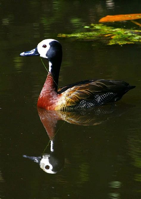 Free White Faced Whistling Ducks 3 Stock Photo - FreeImages.com