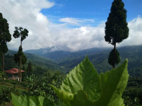 What you Need to Know about Darjeeling Tea Garden Stay? - Chamong Chiabari