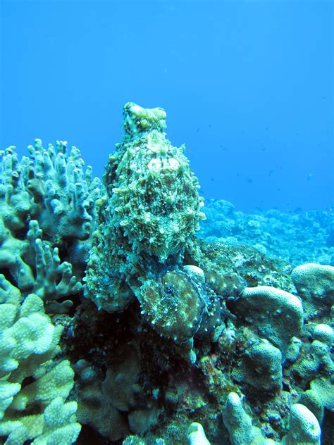 An octopus camouflages itself in corals | Ocean images, Sea plants, Marine life