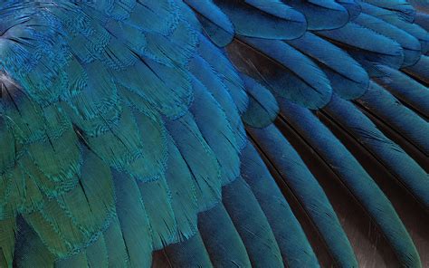 🔥 [30+] Blue Feather Wallpapers | WallpaperSafari