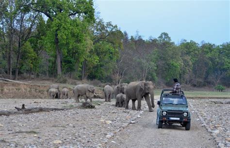 Jungle Safari in Rajaji National Park & Tiger Reserve - Rishikesh, Haridwar