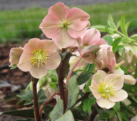 Bloomin' News: The Beauty of the Hellebore