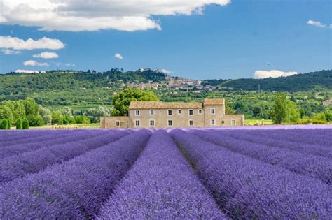 Lavender Fields France Wallpaper