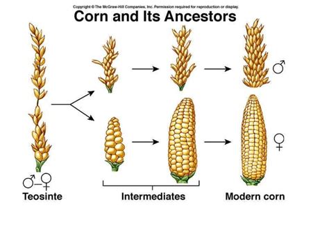 Evolution: Artificial Selection - online presentation